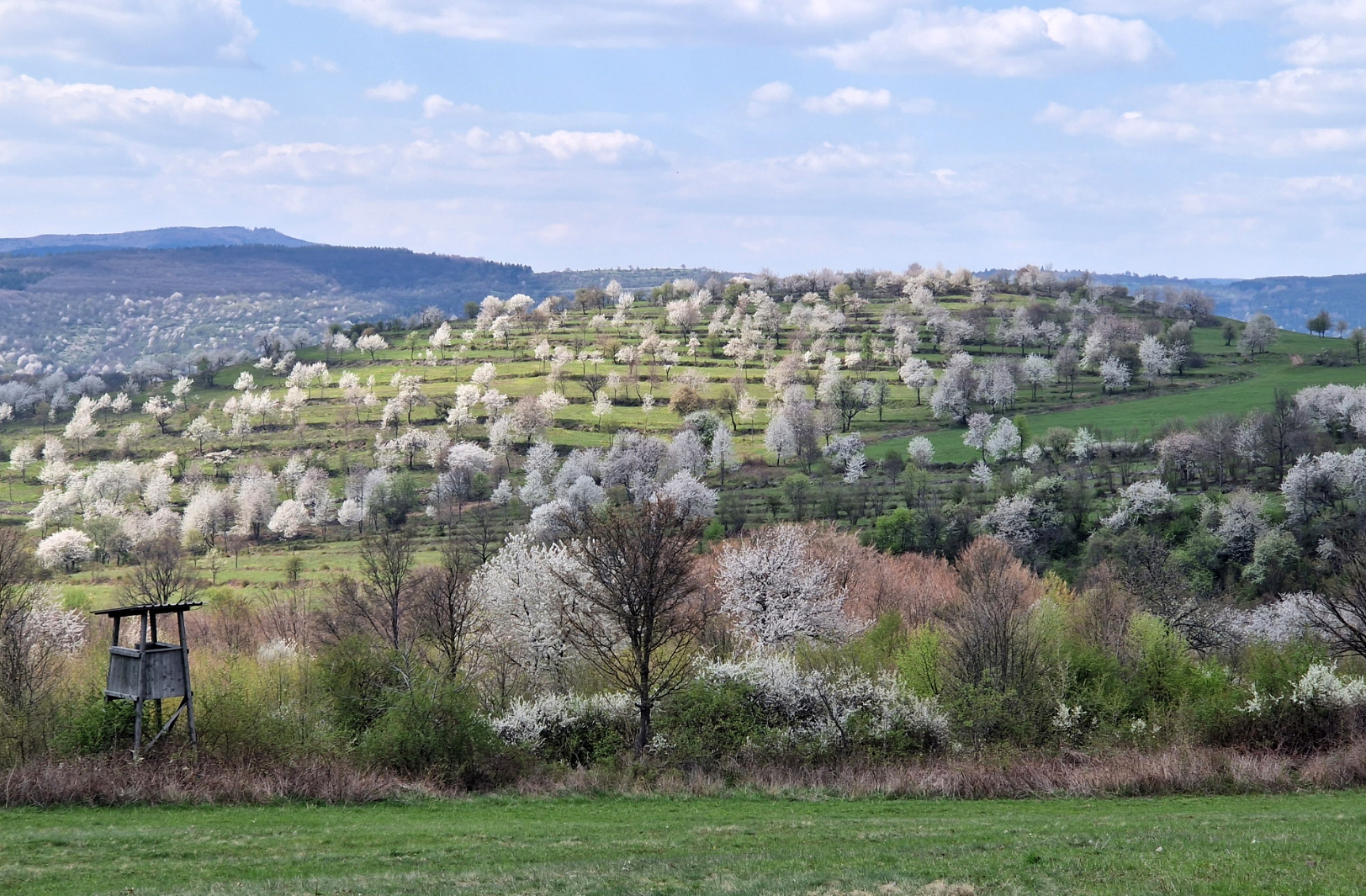 Forgac horaren krajina