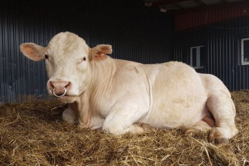 Charolais