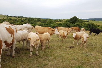 Charolais